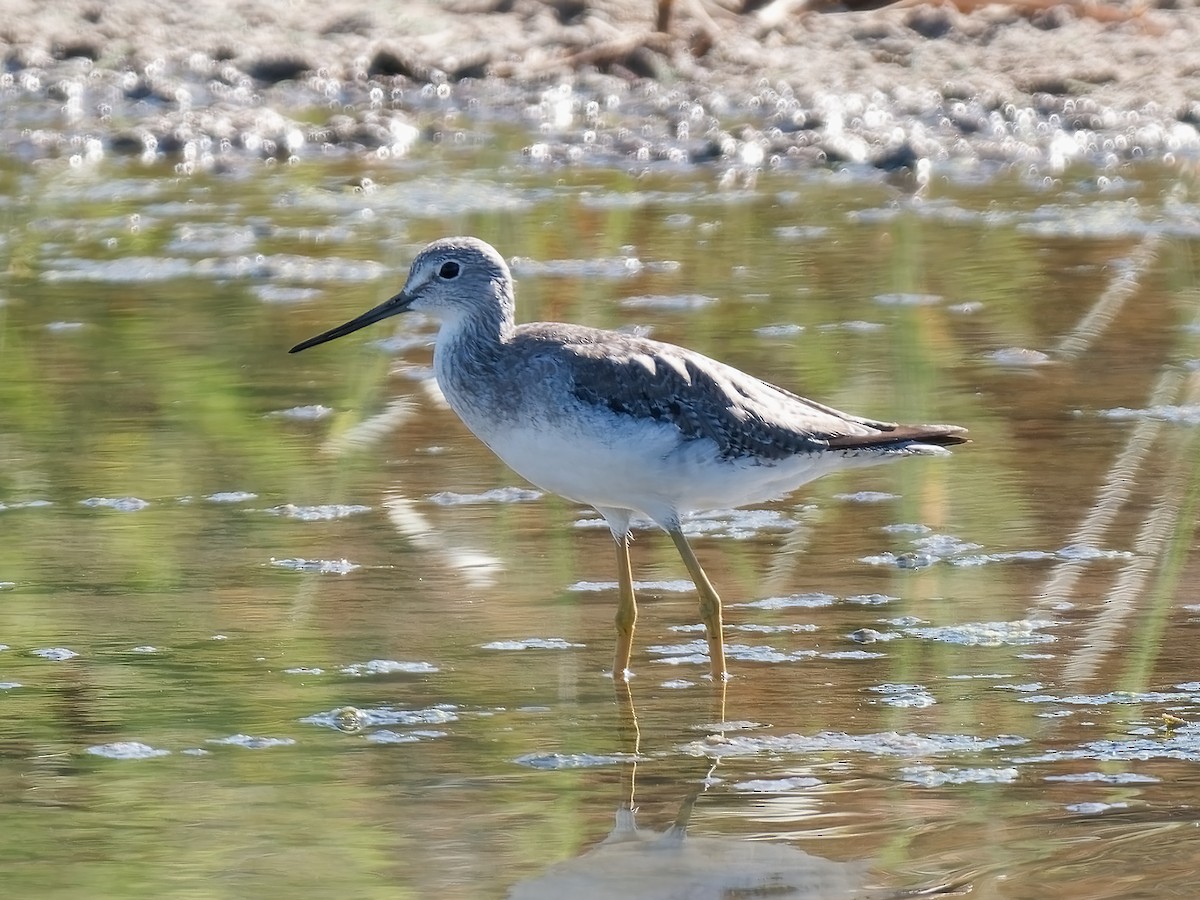 Greater Yellowlegs - ML623776138