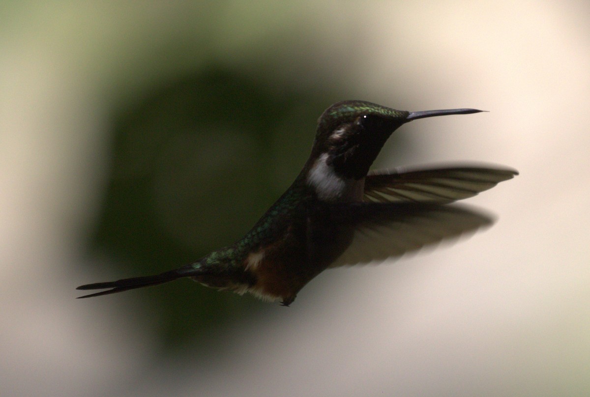 Colibrí de Mitchell - ML623776148