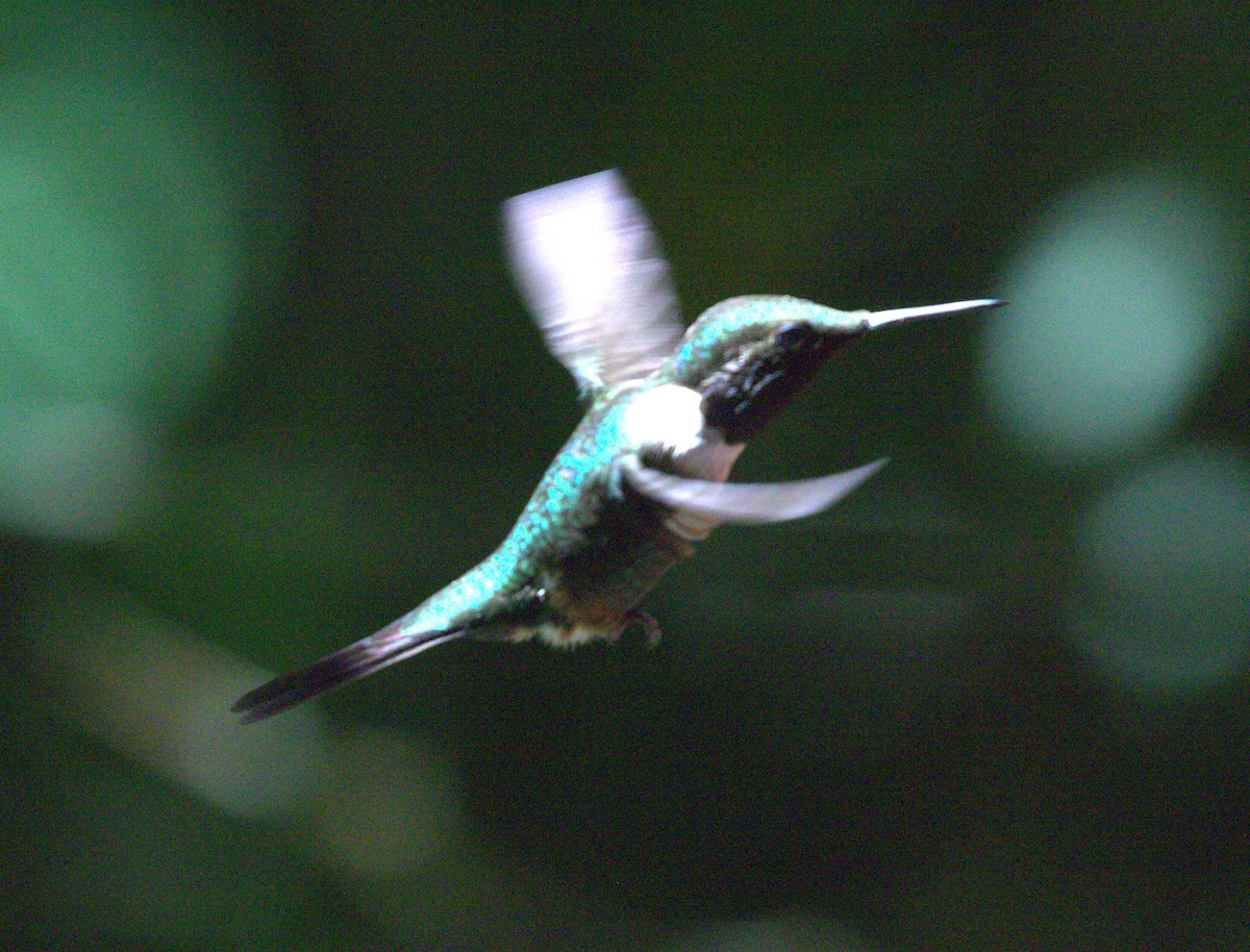 Colibrí de Mitchell - ML623776149