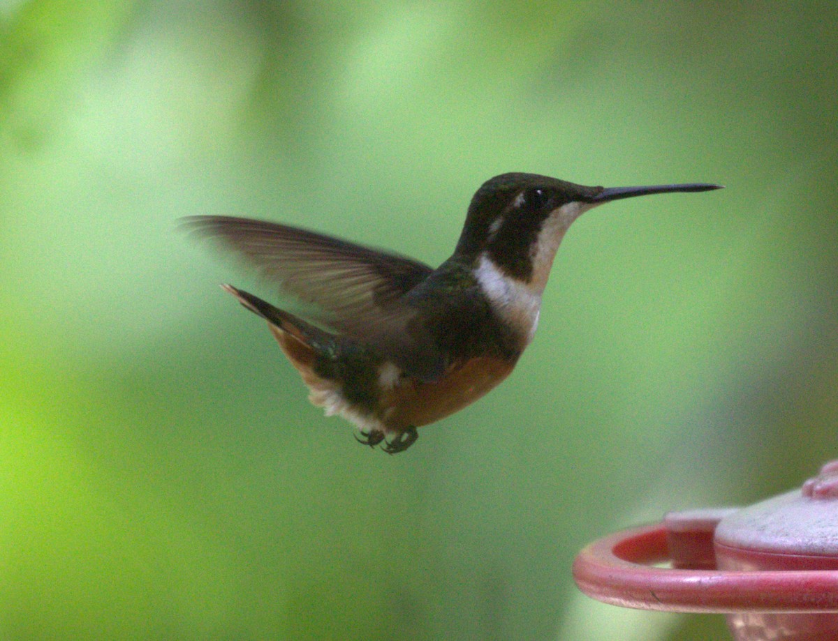 Colibrí de Mitchell - ML623776155