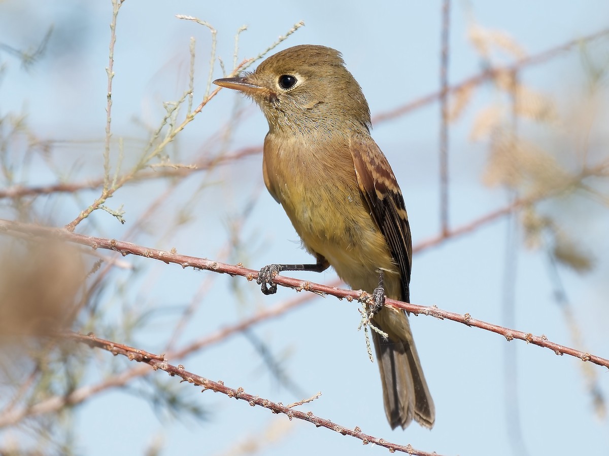 Western Flycatcher - ML623776156