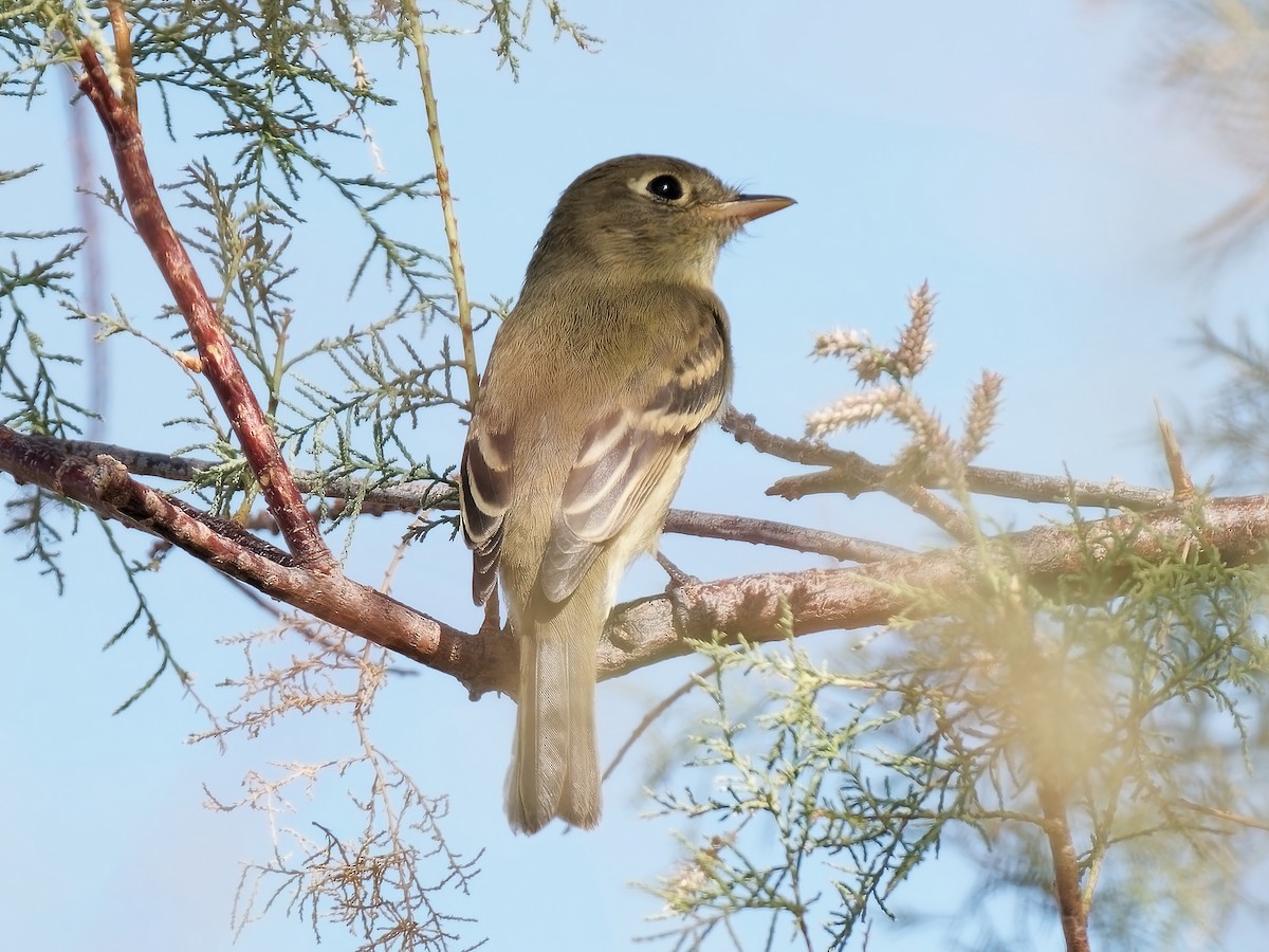 Western Flycatcher - ML623776158