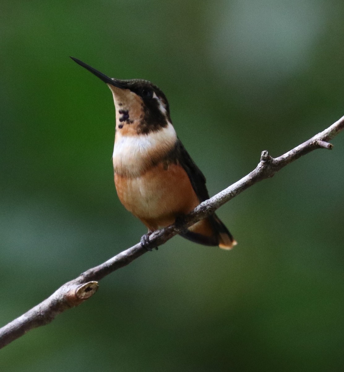 Purple-throated Woodstar - ML623776163