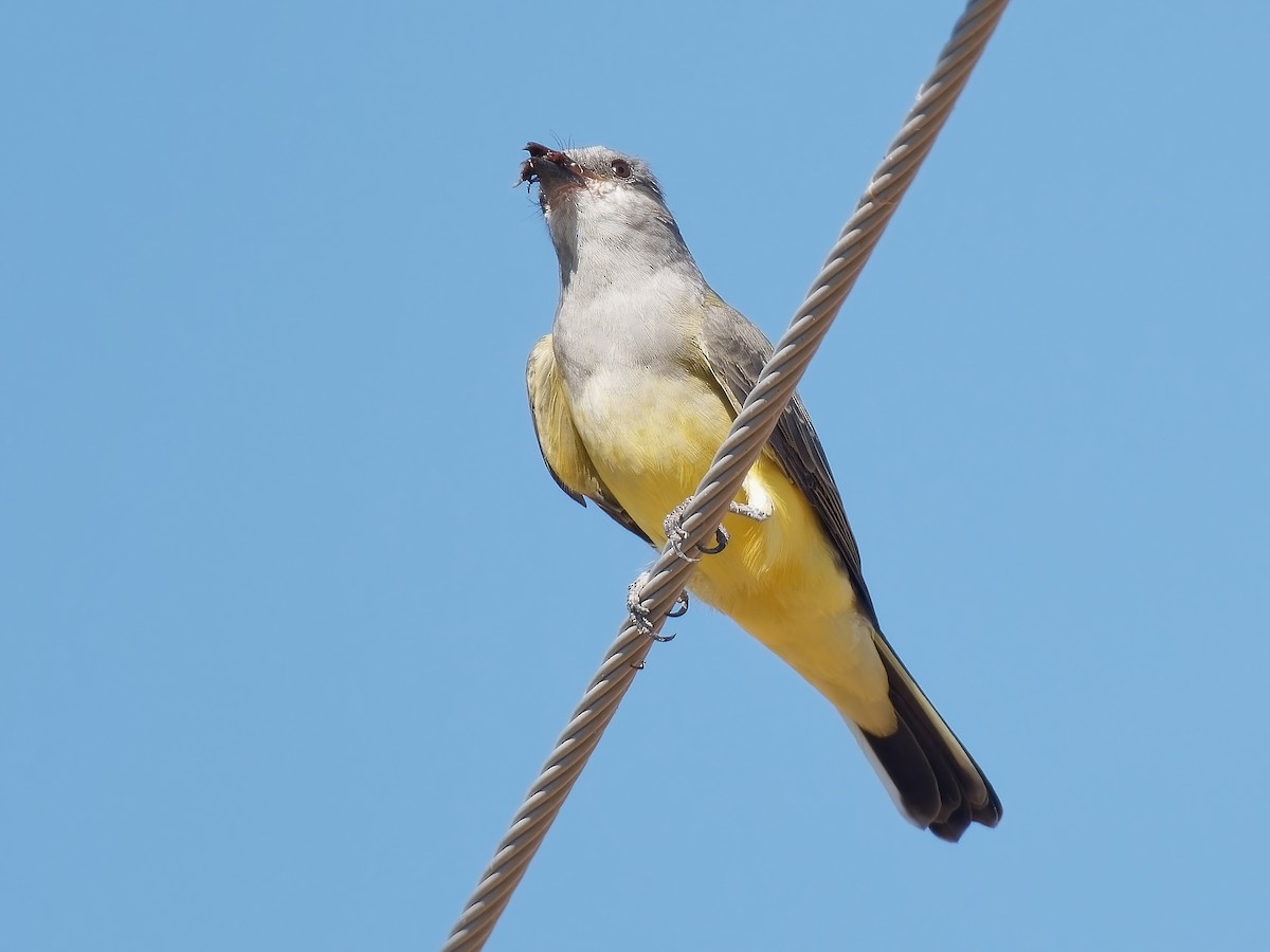 Western Kingbird - ML623776164