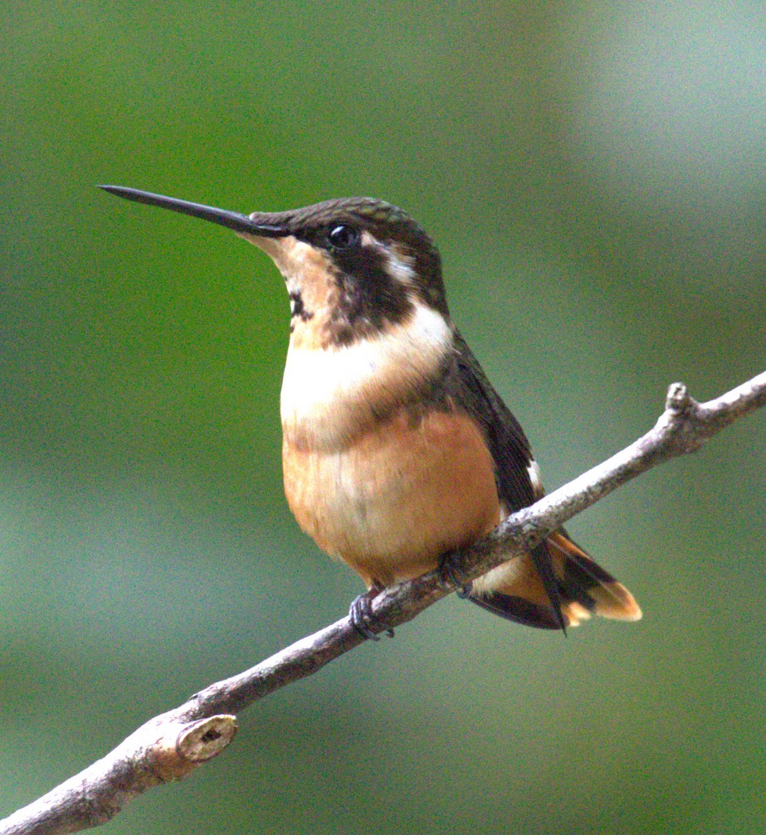 Purple-throated Woodstar - ML623776165