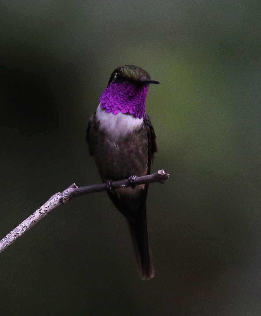 Purple-throated Woodstar - ML623776167