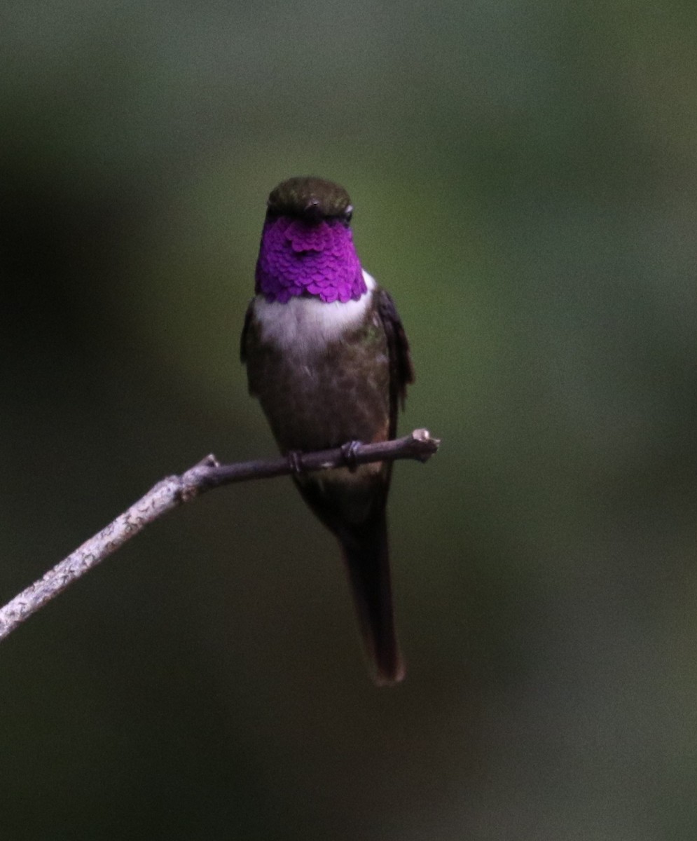 Purple-throated Woodstar - ML623776168