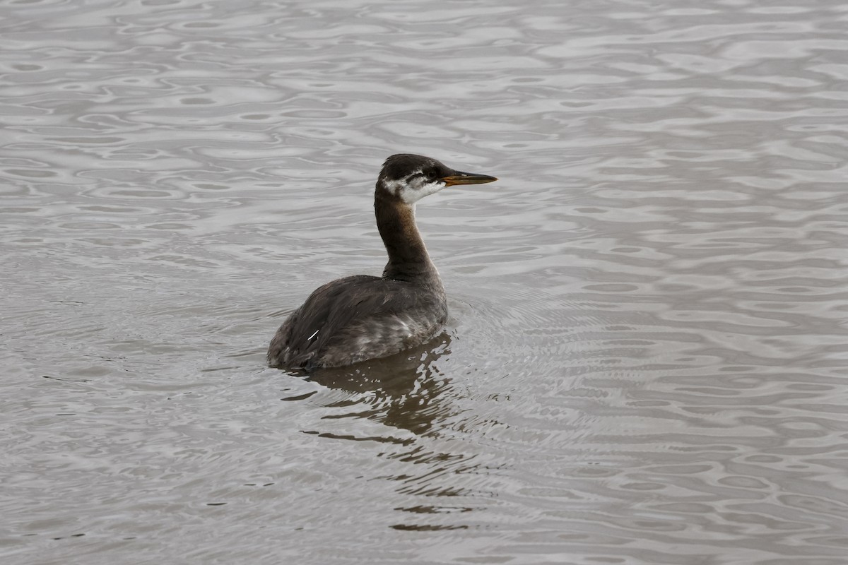 Red-necked Grebe - ML623776173