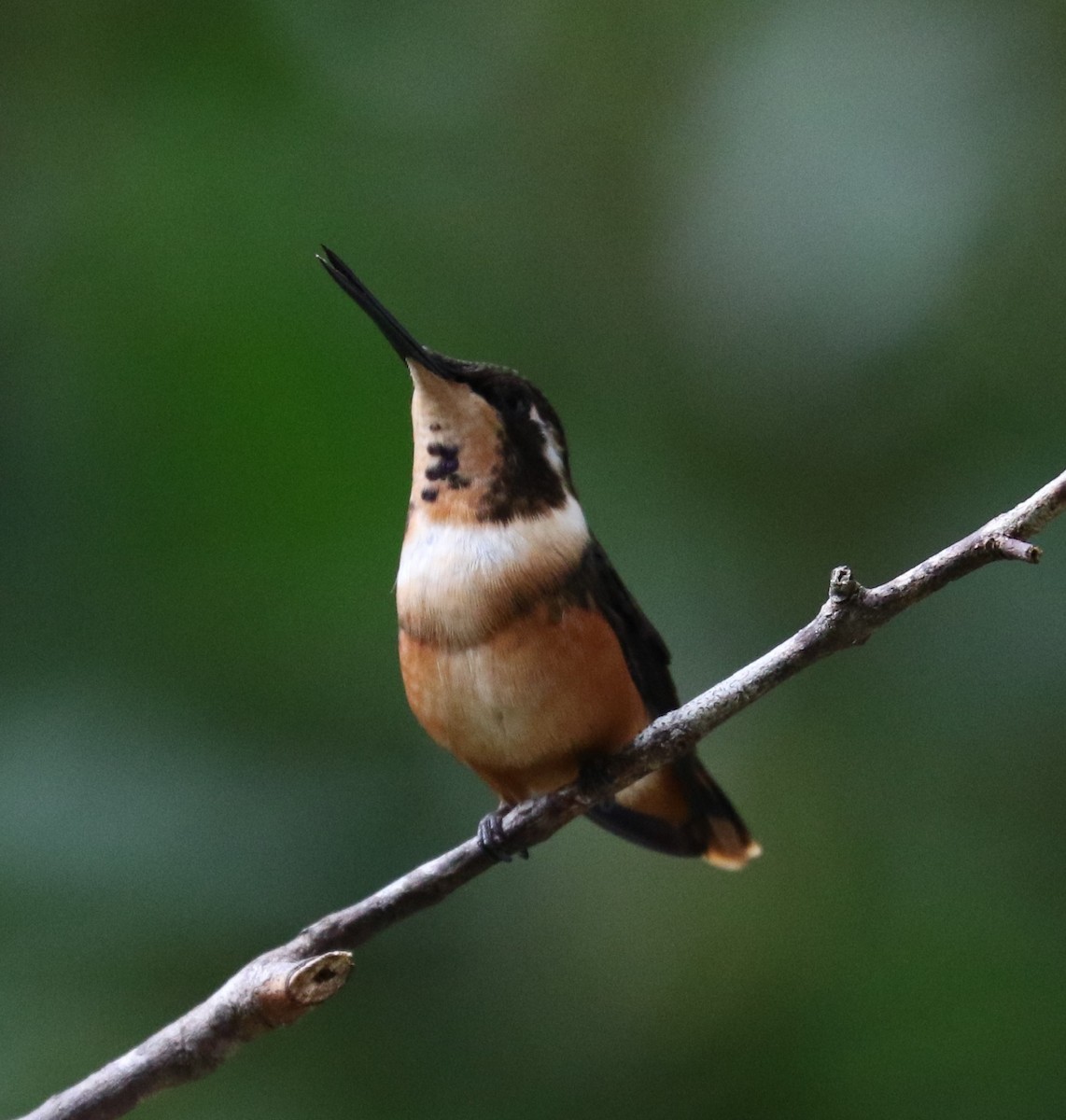 Purple-throated Woodstar - ML623776176