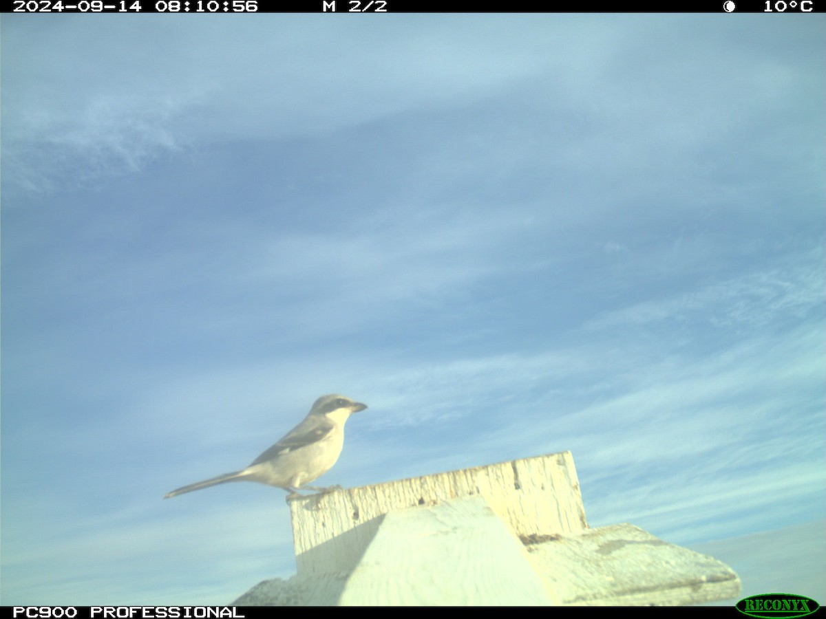 Loggerhead Shrike - ML623776177