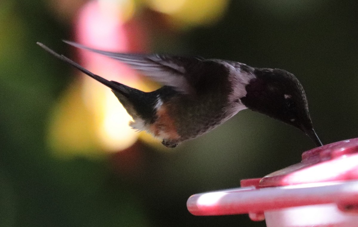 Purple-throated Woodstar - Don Coons