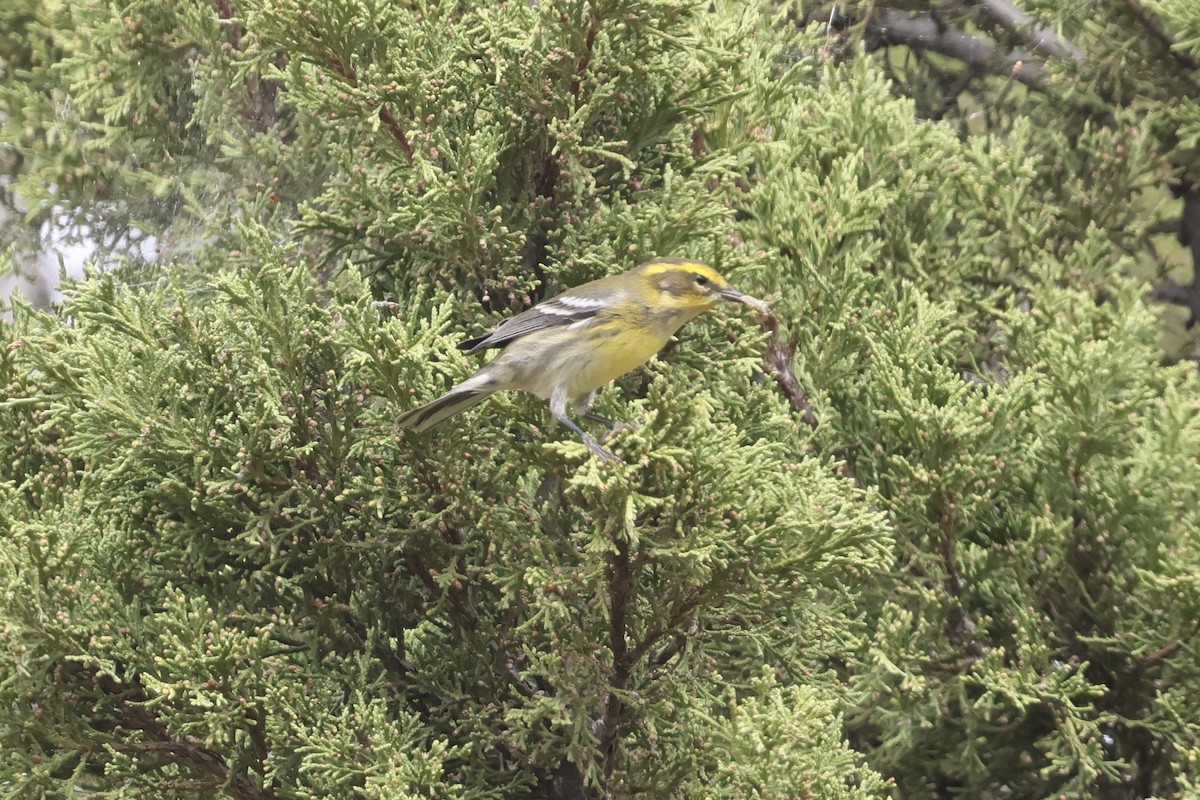 Townsend's Warbler - ML623776189