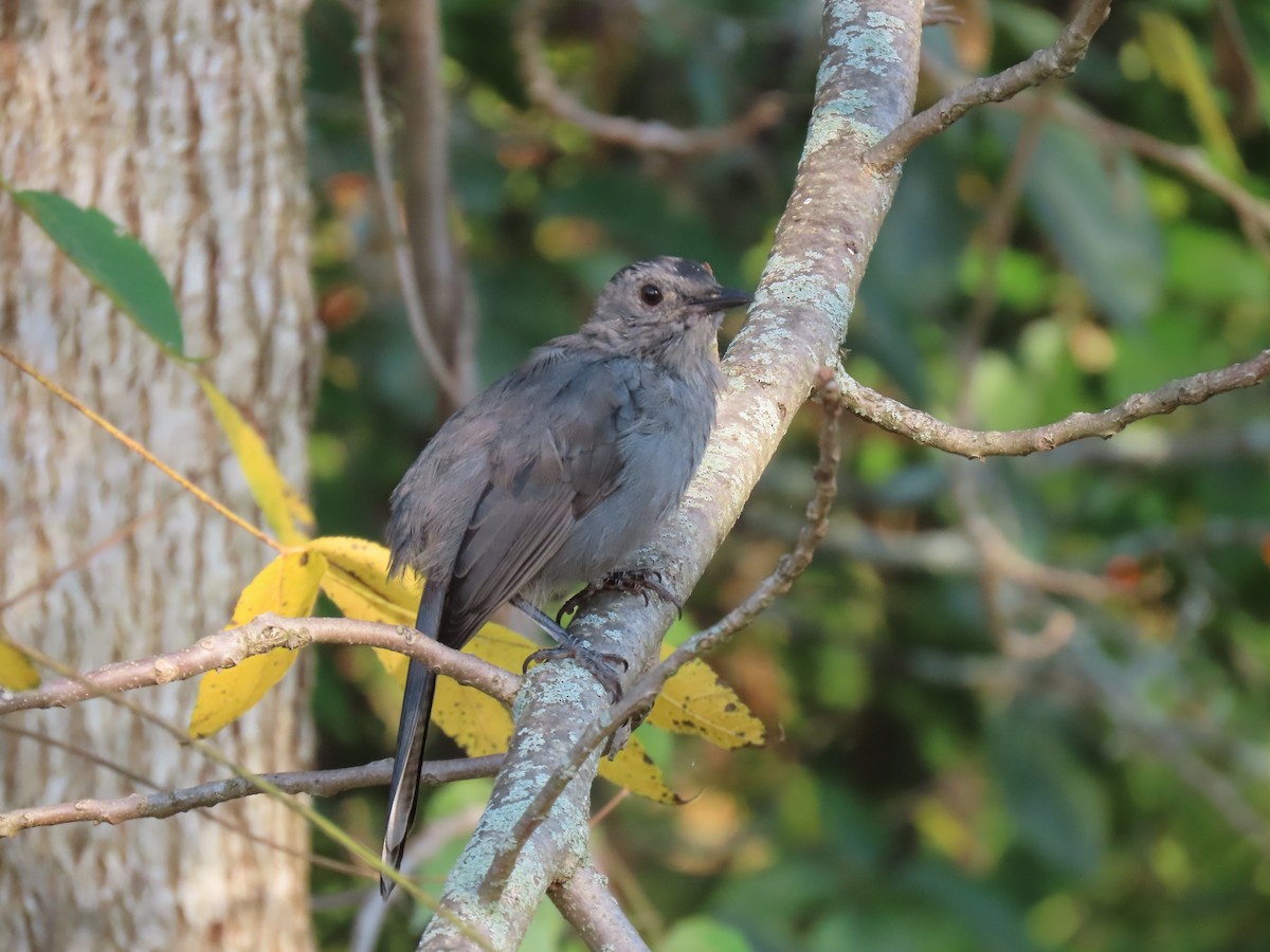 Gray Catbird - Chris Floyd