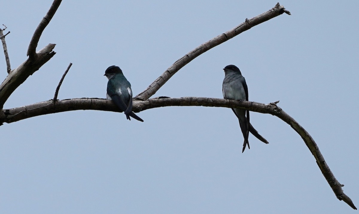 Gray-rumped Treeswift - ML623776239