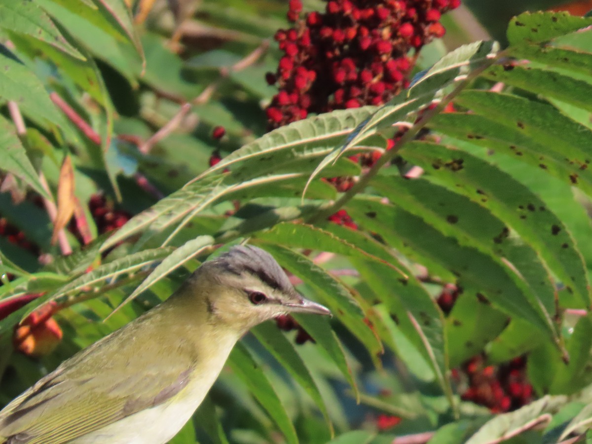 Kızıl Gözlü Vireo - ML623776246