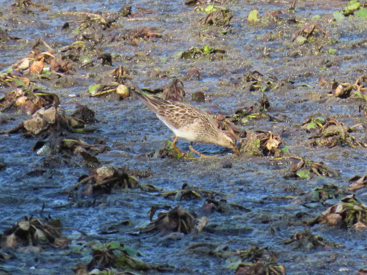 Pectoral Sandpiper - Chris Floyd