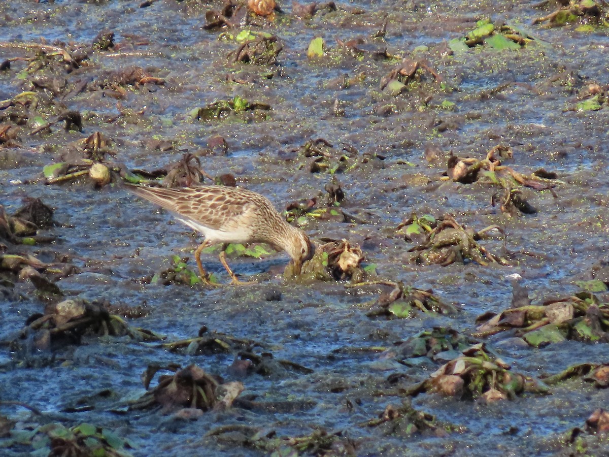 Graubrust-Strandläufer - ML623776269