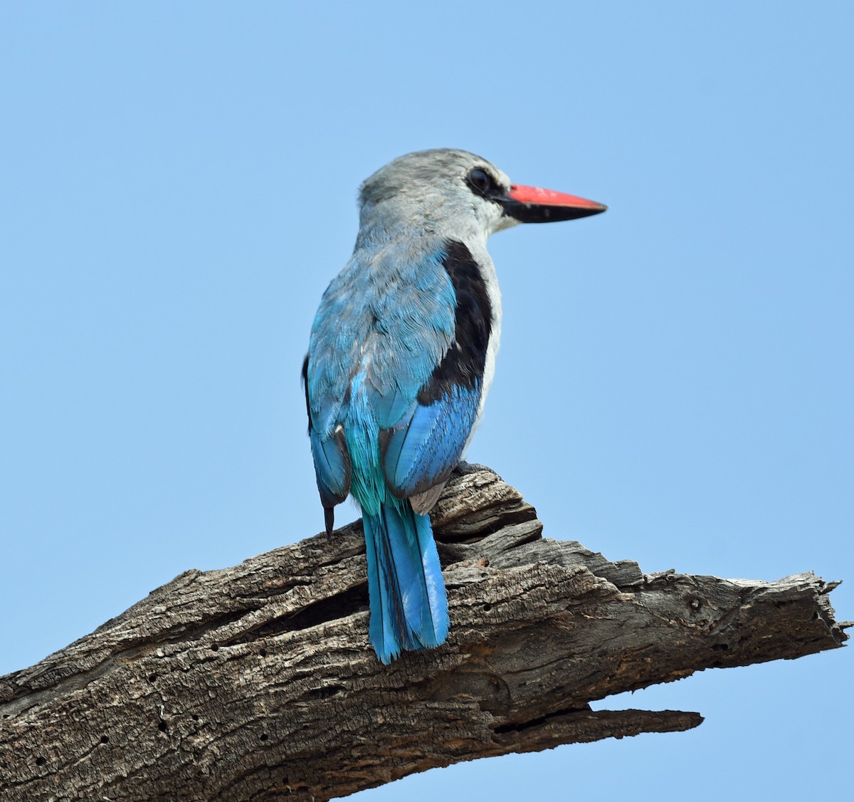 Woodland Kingfisher - Barbara Strobino