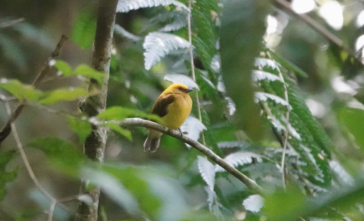 Yellow-headed Manakin - ML623776295