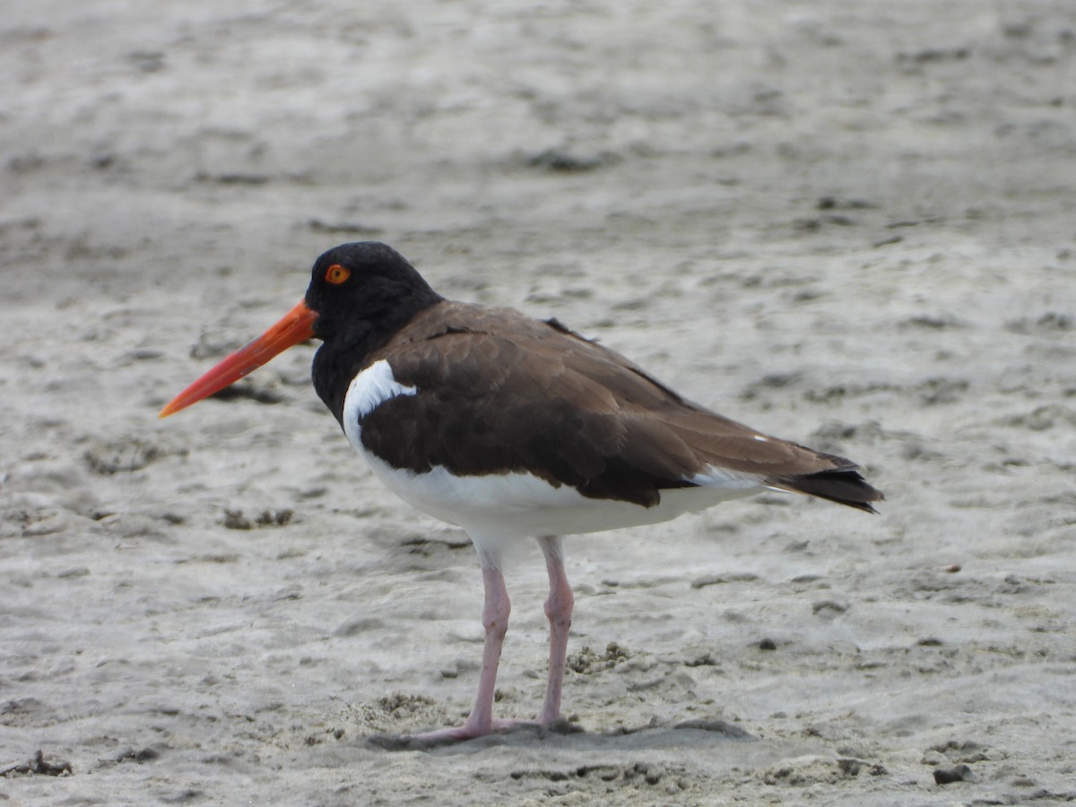 American Oystercatcher - ML623776360