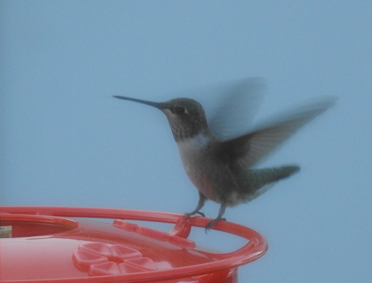 Colibrí Coliancho - ML623776363