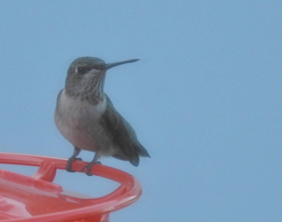 Colibrí Coliancho - ML623776368