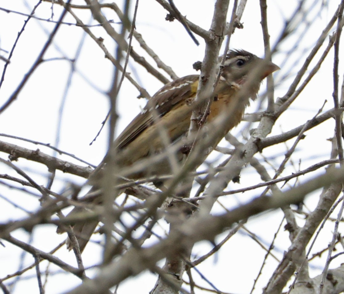 Black-headed Grosbeak - ML623776415