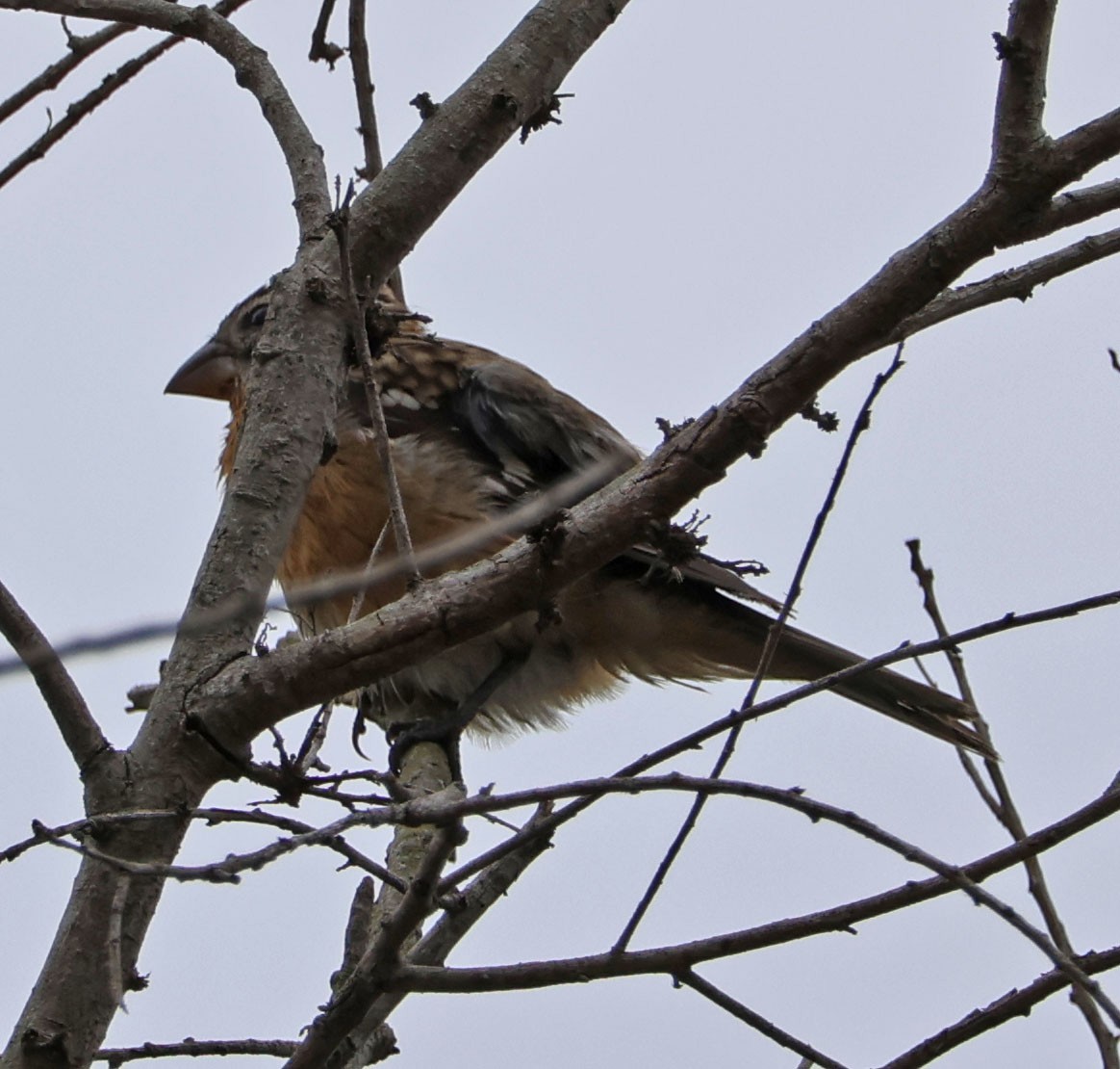 Black-headed Grosbeak - ML623776416