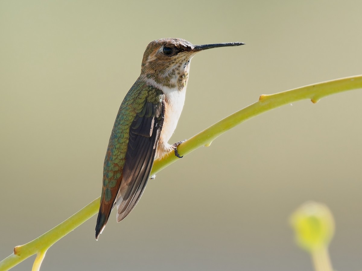 Rufous Hummingbird - ML623776418