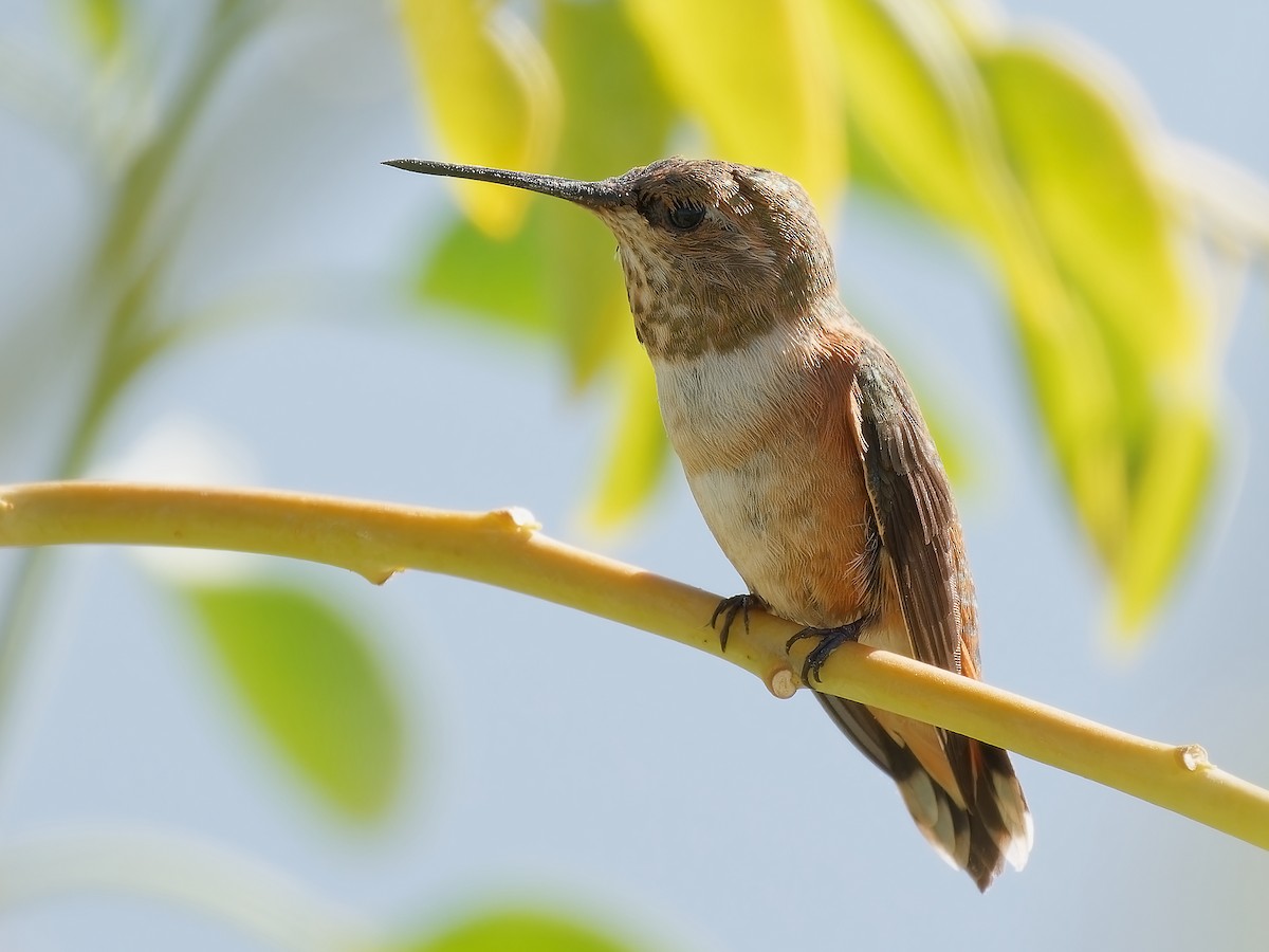 Rufous Hummingbird - ML623776419