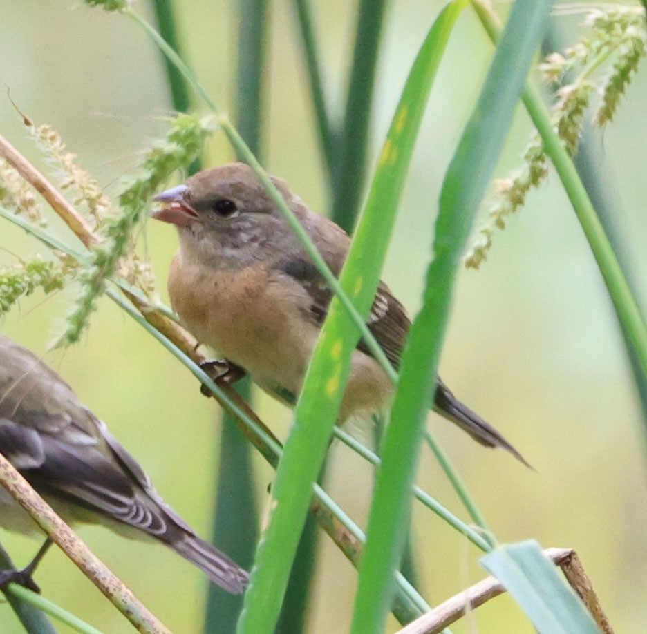 Lazuli Bunting - Diane Etchison