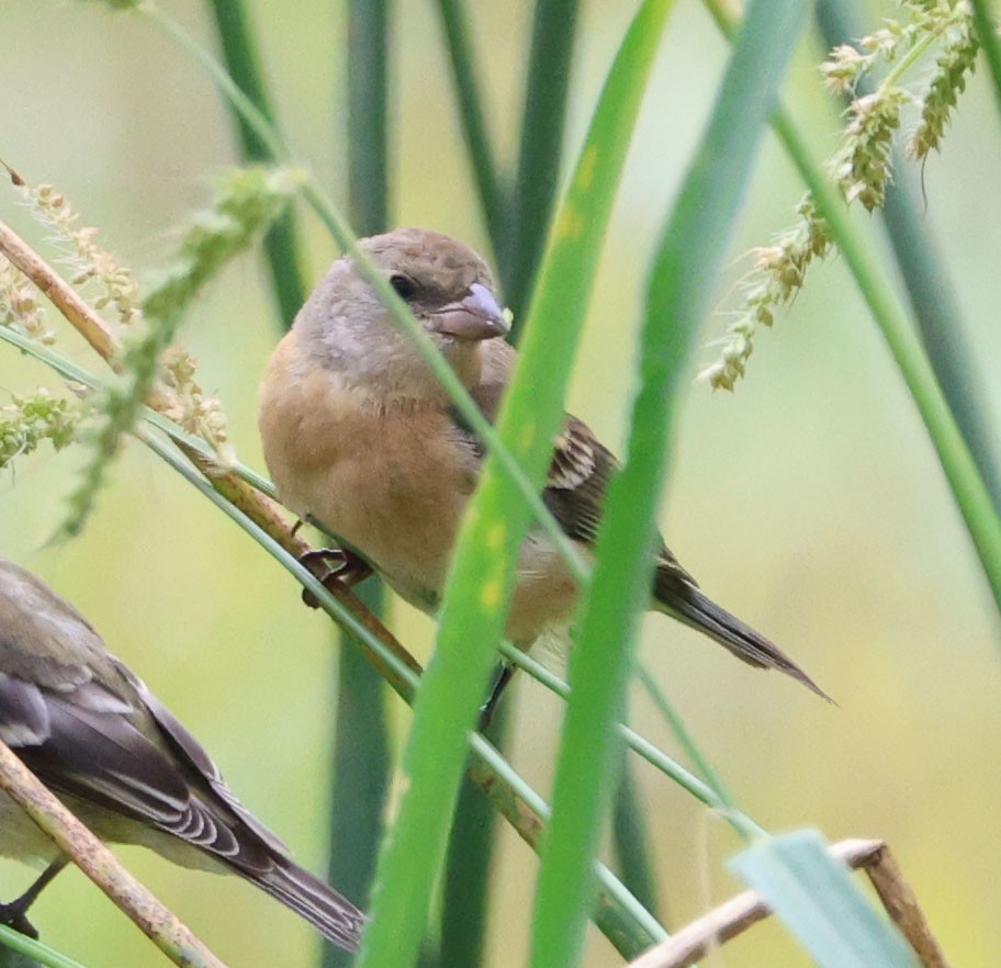 Lazuli Bunting - ML623776432