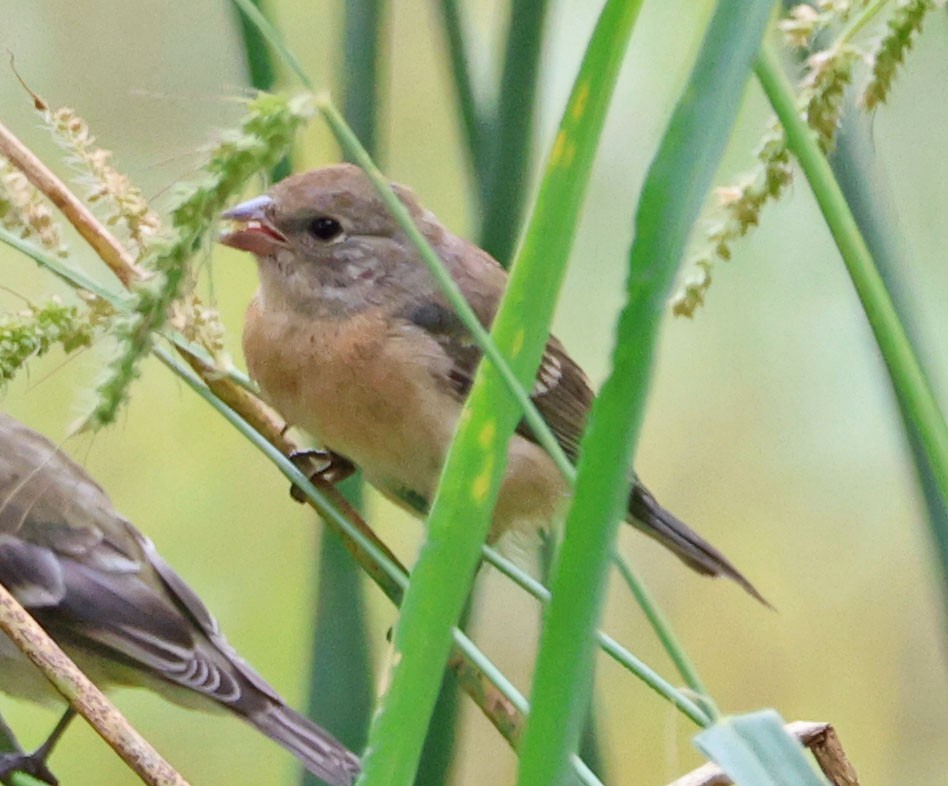 Lazuli Bunting - ML623776433