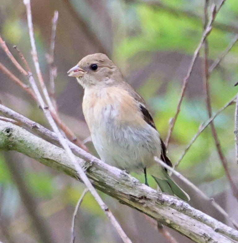 Lazuli Bunting - ML623776434