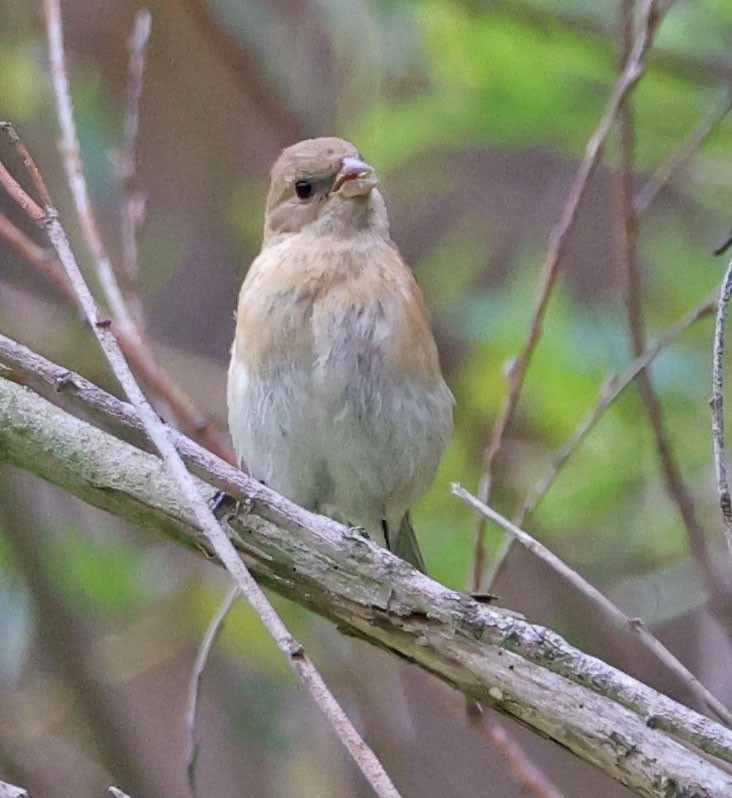 Lazuli Bunting - ML623776435