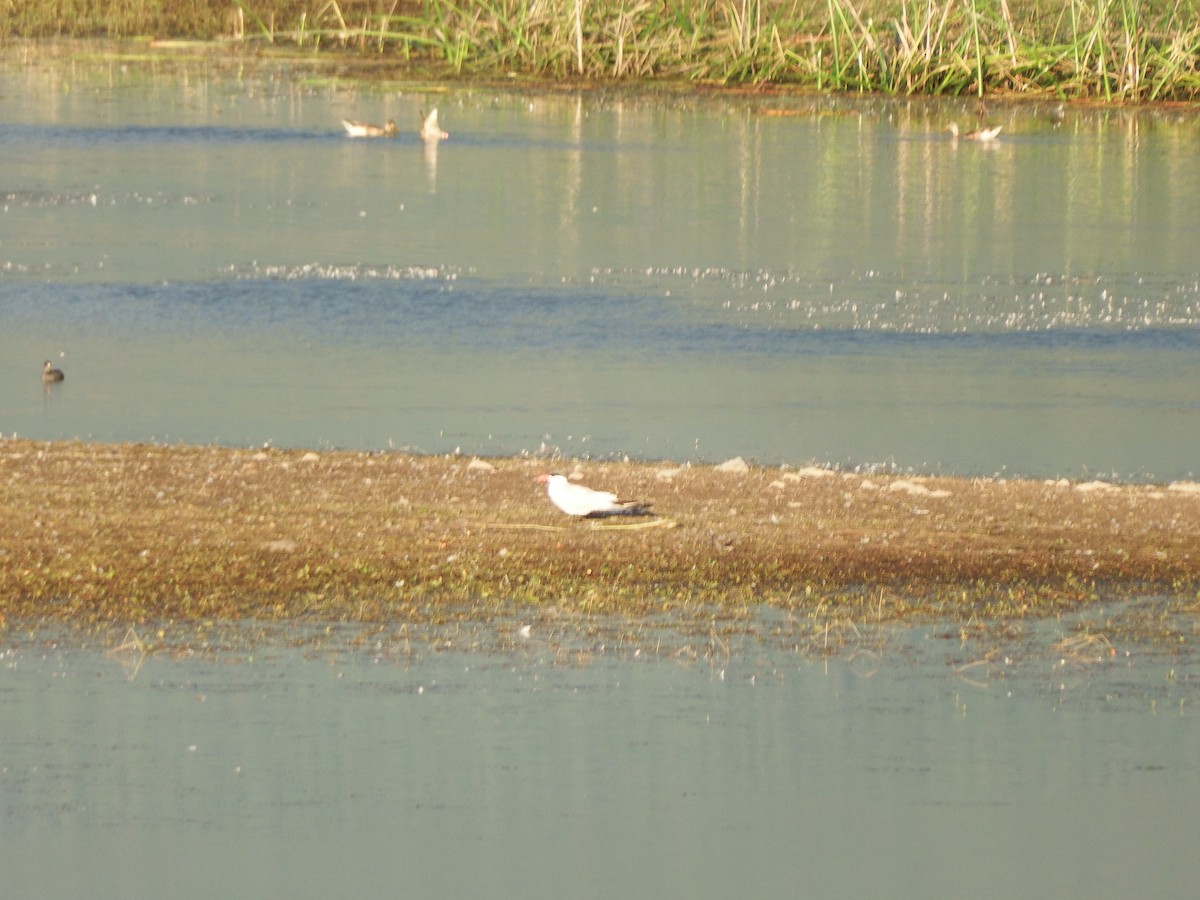 Caspian Tern - ML623776439