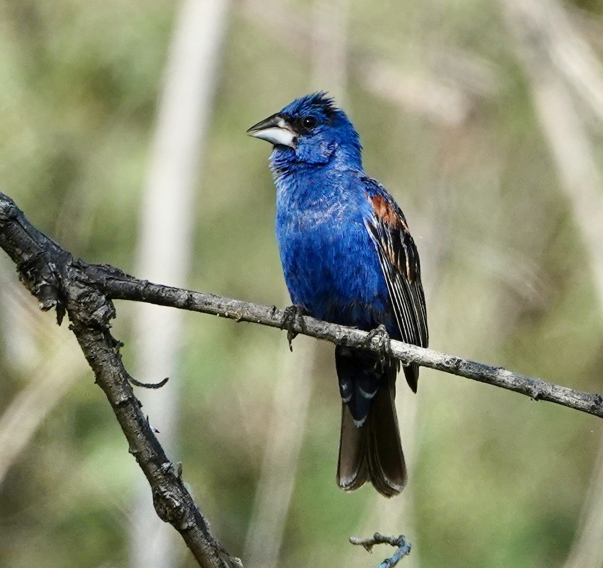 Guiraca bleu - ML623776474