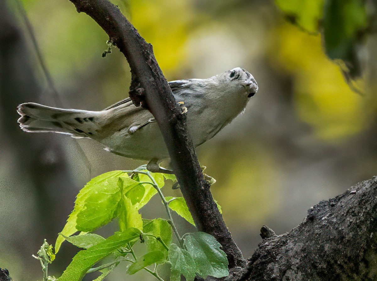 Black-and-white Warbler - ML623776507