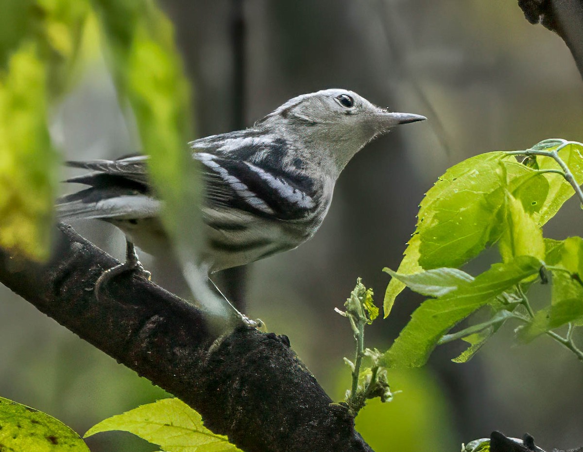 Black-and-white Warbler - ML623776513