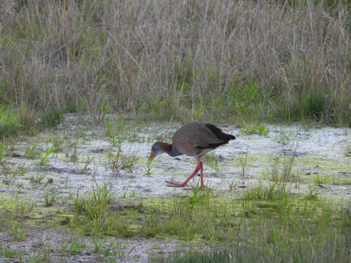 Giant Wood-Rail - ML623776519