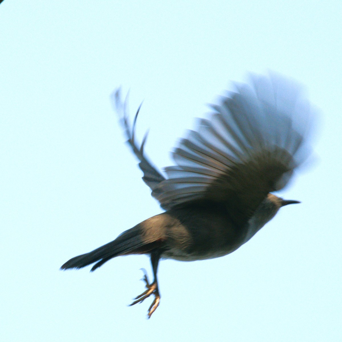 Common Grackle - Sri R