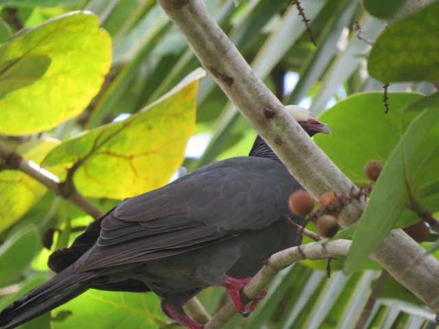 White-crowned Pigeon - ML623776553