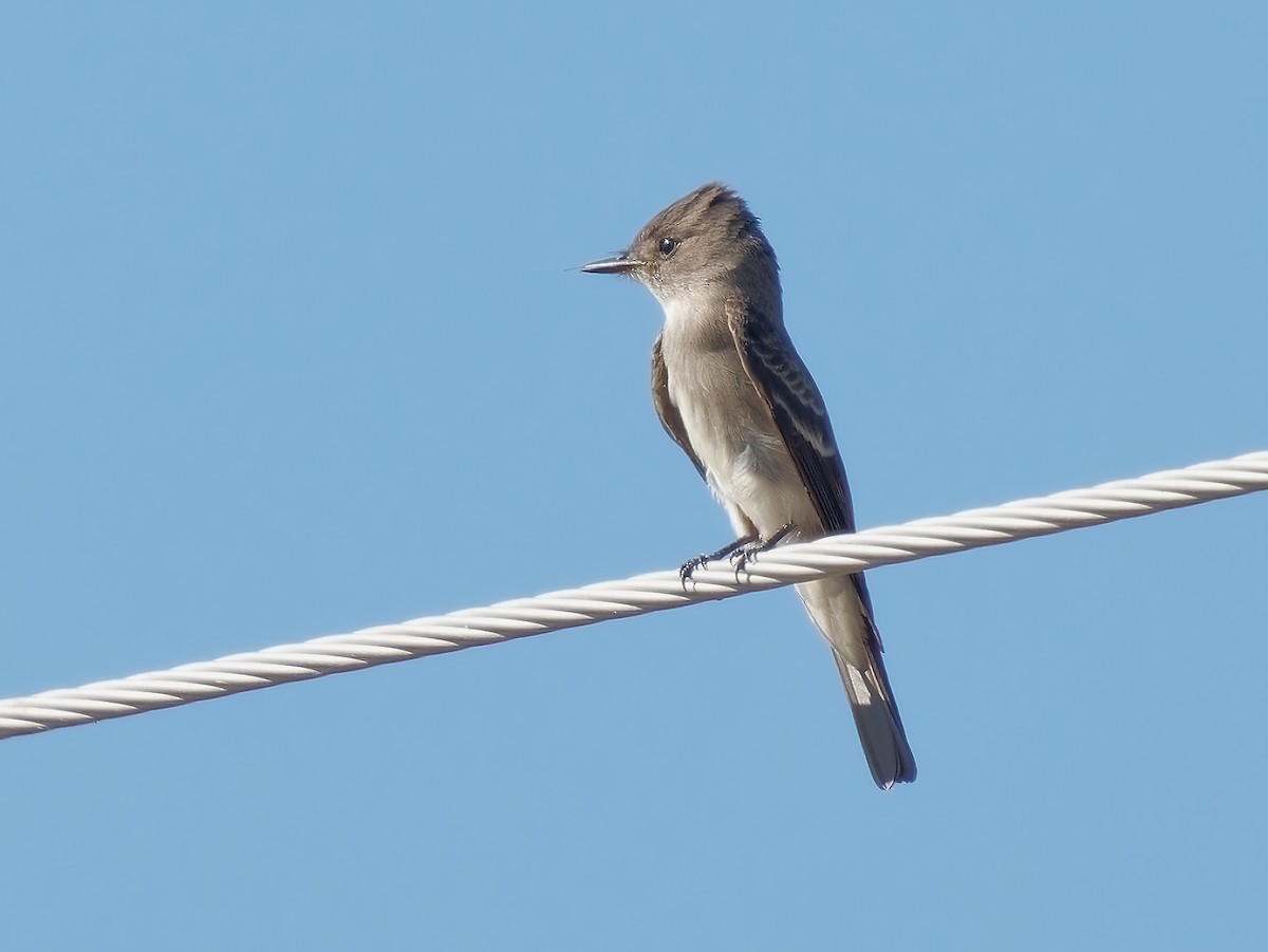 Western Wood-Pewee - ML623776564