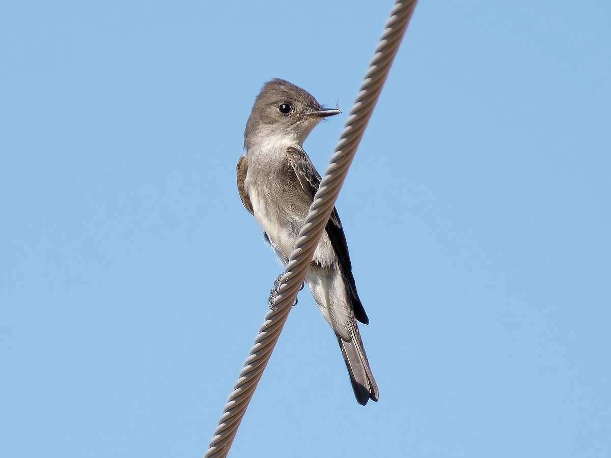 Western Wood-Pewee - ML623776565