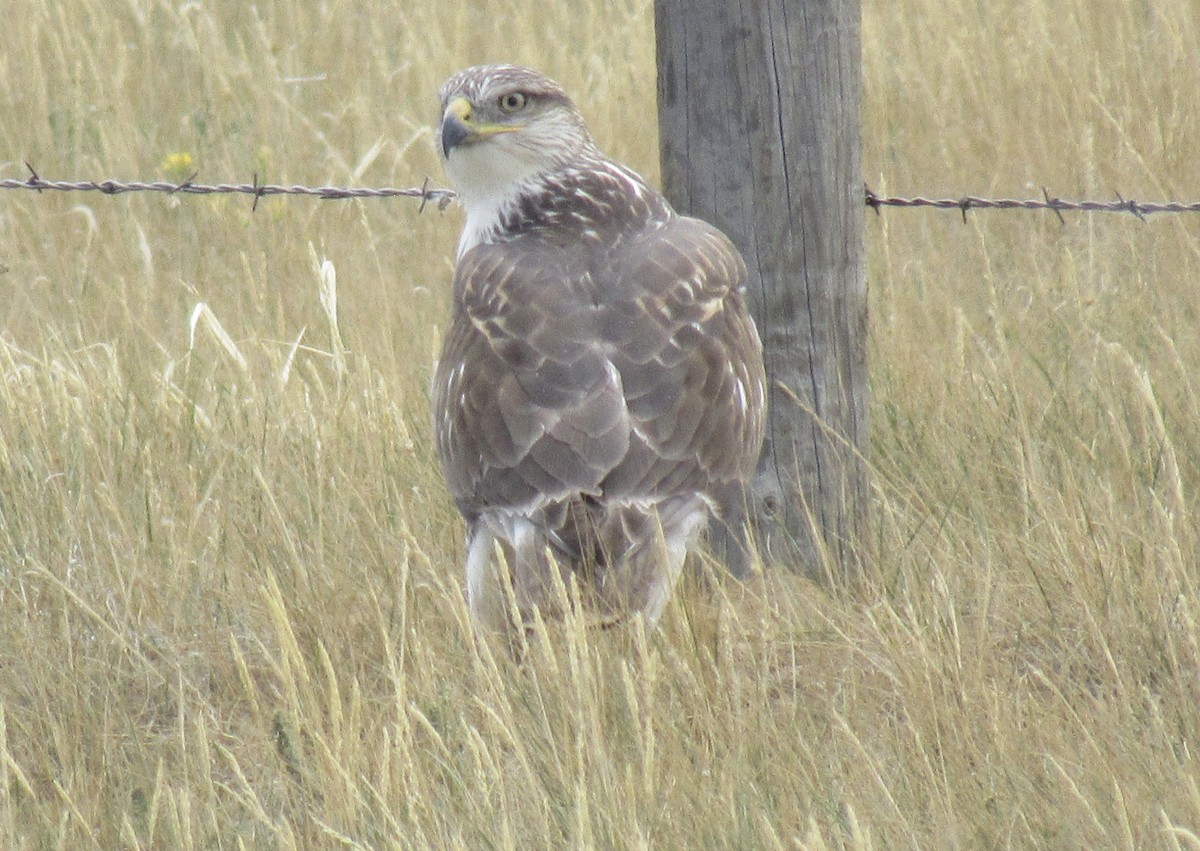 Ferruginous Hawk - ML623776567