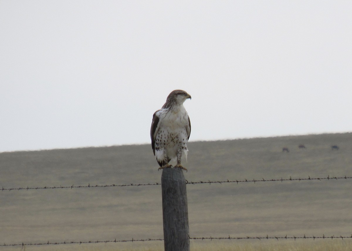 Ferruginous Hawk - ML623776572