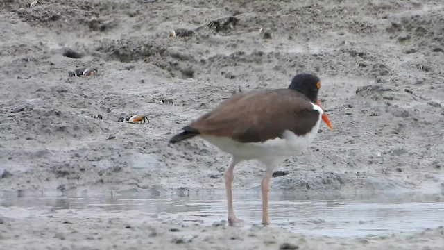 American Oystercatcher - ML623776583