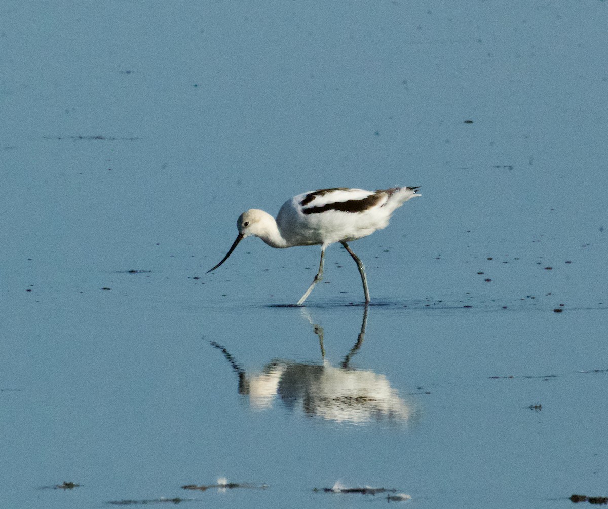 American Avocet - Danny Wyatt