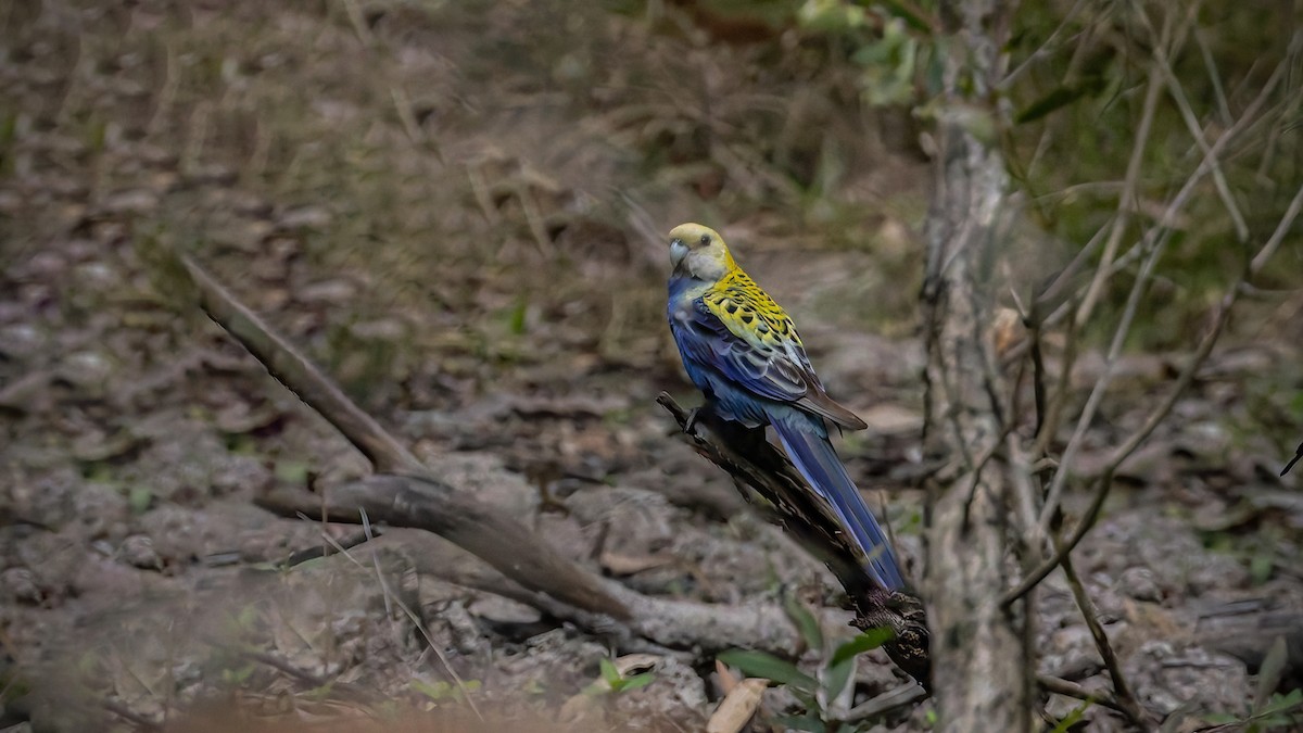 Pale-headed Rosella - ML623776588