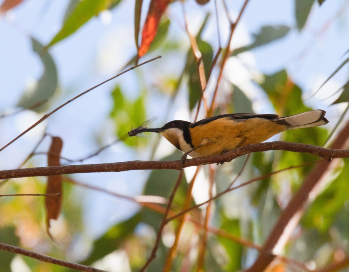 Eastern Spinebill - ML623776602